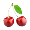 Zwei reife rote Kirschen mit grünem Blatt auf weißem Hintergrund.