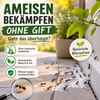 Ameisen bekämpfen ohne Gift – geht das überhaupt?